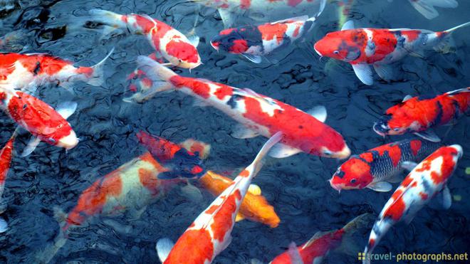 Simbol Keberanian Ini 5 Fakta Menarik Tentang Ikan  Koi  