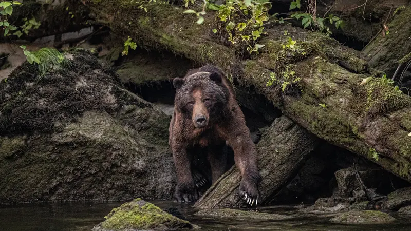 Ilustrasi beruang grizzly