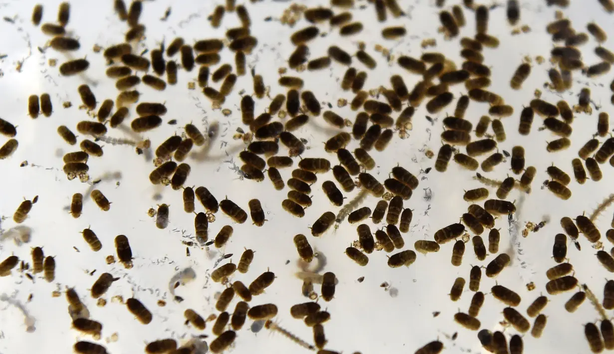 Wolbachia ditemukan di lebih dari 60 persen serangga, seperti kupu-kupu, capung dan lalat buah, Singapura, Selasa (7/2).  Bakteri ini memiliki efek khusus pada nyamuk Aedes aegypti. (AFP Photo/Roslan Rahman)