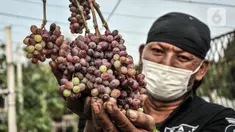 Anggota Komunitas Anggur Jakarta, Tarto Blendhot (48), merawat kebun anggur di Vezo Grapes Farm, Cilincing, Jakarta Utara, Selasa (7/9/2021). Berawal hobi bercocok tanam, Tarto menyulap lahan tak terawat seluas 800 meter persegi menjadi kebun budi daya bibit anggur. (merdeka.com/Iqbal S. Nugroho)