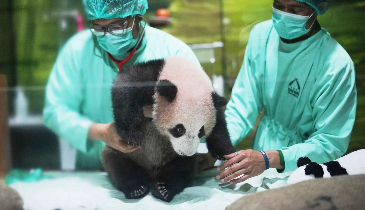 Dokter hewan merawat Satrio Wiratama atau Rio, anak panda raksasa pertama yang lahir di Indonesia, saat pratinjau media di Taman Safari Indonesia, Bogor, Jawa Barat, Jumat 15 Mei 2026. (AP Photo/Achmad Ibrahim)