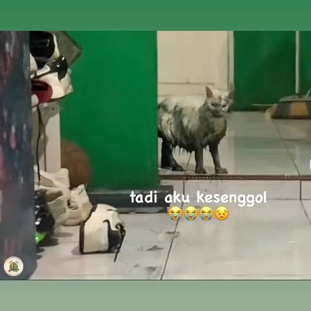 6 Meme Kucing Usai Kecebur Got Kocak, Pemilik Hanya Bisa Elus Dada