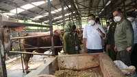 Kementerian Pertanian (Kementan) memastikan distribusi sapi dari wilayah produsen di Jawa Timur.