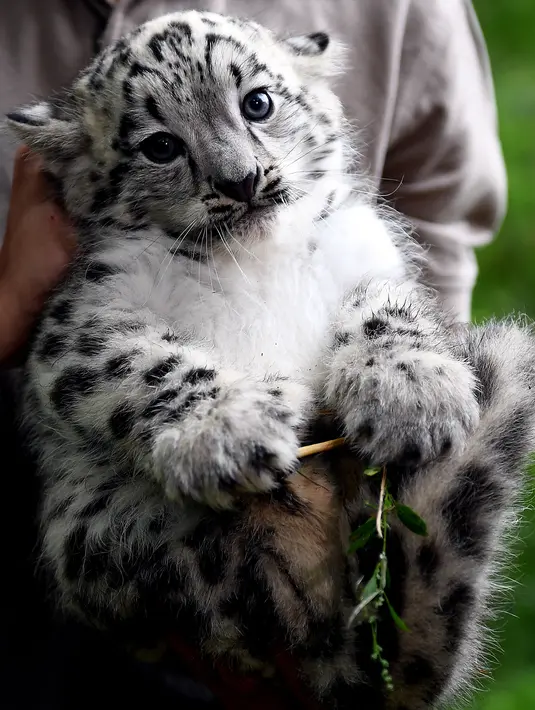Ekspresi bayi macan tutul sebelum diberi vaksinasi pertamanya di kebun binatang Tierpark di Berlin (10/8). Bayi macan tutul salju ini lahir pada 13 Juni 2017 dan masih belum memiliki nama. (AFP Photo/dpa/Britta Pedersen/Jerman Out)