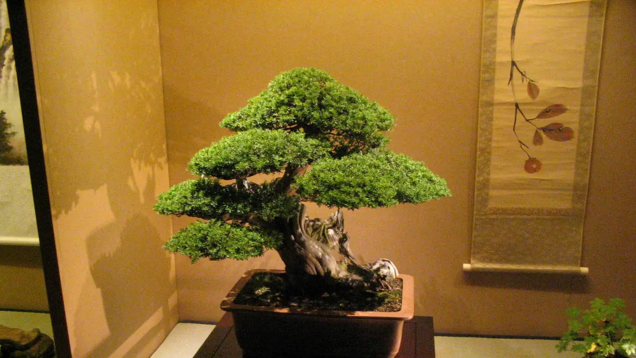 Cara Membuat Bonsai Serut