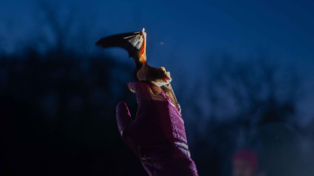 Ukrainian Bat Rehabilitation Center Kembali Lepasliarkan Ratusan Kelelawar