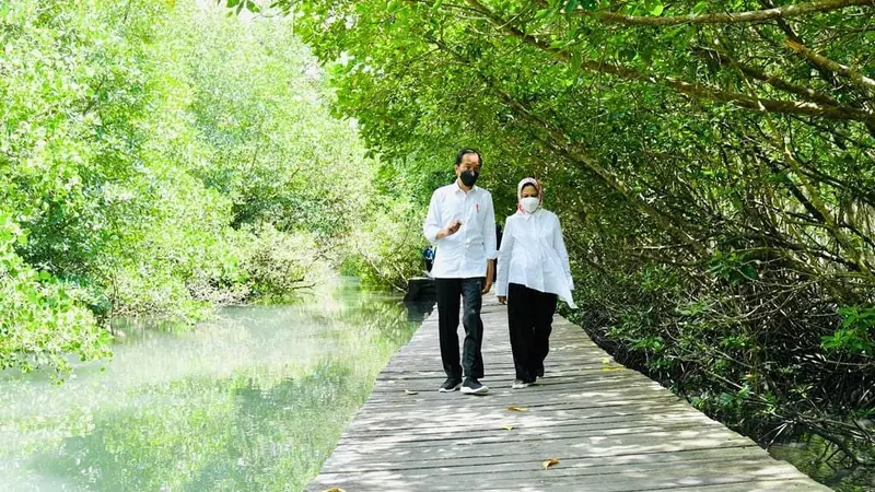 Jokowi dan Ibu Negara Iriana meninjau hutan mangrove di Taman Hutan Raya Ngurah Rai