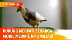 Burung merpati bernama Rampok ini ternyata memiliki harga yang fantastis seharga mobil mewah lho, Rp 2 miliar. Rampok sudah jadi juara balapan merpati kolong di berbagai kota.
