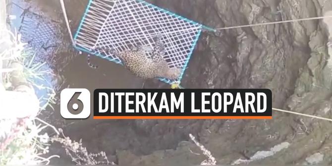VIDEO: Diselamatkan Dari Dasar Sumur, Seekor Leopard Malah Terkam Penolongnya