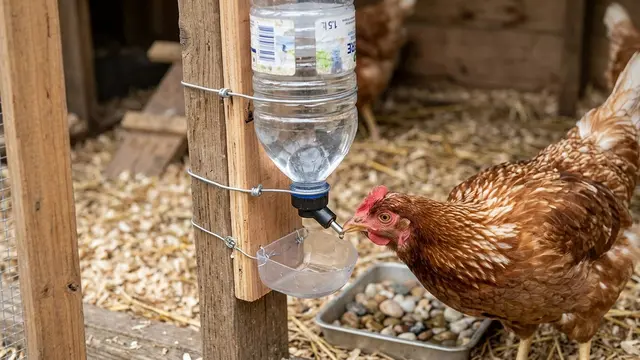 Tempat Minum Ayam Anti Tumpah dari Botol Bekas Model Nipple (AI Generated)