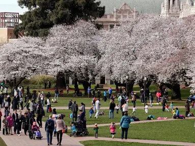 Orang-orang menikmati bunga sakura pada hari pertama musim semi di kampus Universitas Washington, Seattle, Selasa (20/3). Setiap tahun ketika pohon sakura Yoshino di ibu kota AS ini bermekaran, banyak wisatawan yang ikut merayakan. (AP/Elaine Thompson)