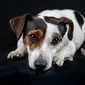 Ilustrasi anjing berjenis Jack Russell (dok. Pixabay.com/hansaldenhoven/Putu Elmira)