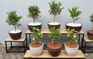 Ide Kebun Buah Mini di Halaman Sempit Rumah Konsep Taman Estetik Produktif (Foto: AI)