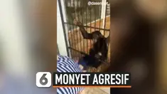 MONYET CURI PONSEL HINGGA JAMBAK RAMBUT WISATAWAN