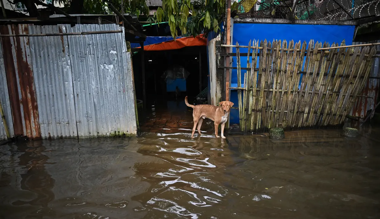 Seekor anjing berdiri di depan sebuah rumah yang dikelilingi air banjir di pinggiran Yangon (17/8/2022). Banjir juga terjadi di sepanjang jalan raya Yangon-Mawlamyine. Tim penyelamat membantu mobil dan sepeda motor lewat dengan aman di sepanjang jalan raya Mudon-Thanphyuzayat antara Naepado-Kwanhla. (AFP/Stringer)
