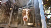 Anjing Pitbull yang menggigit bocah Sasa di Malang, Jawa Timur (Zainul Arifin/Liputan6.com)