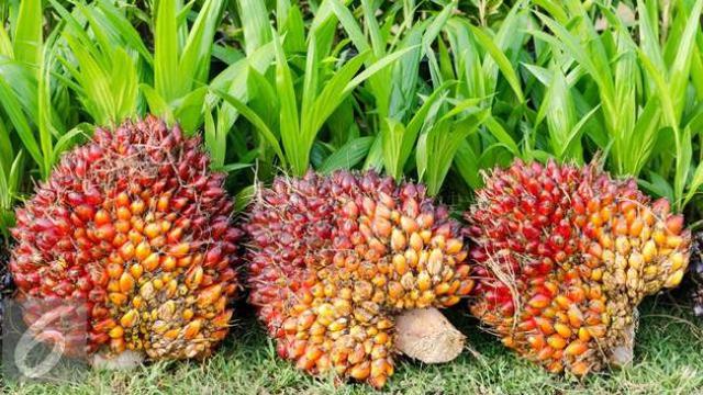 Satu Juta Ton Kelapa  Sawit  di Riau Siap Diolah Jadi Avtur 