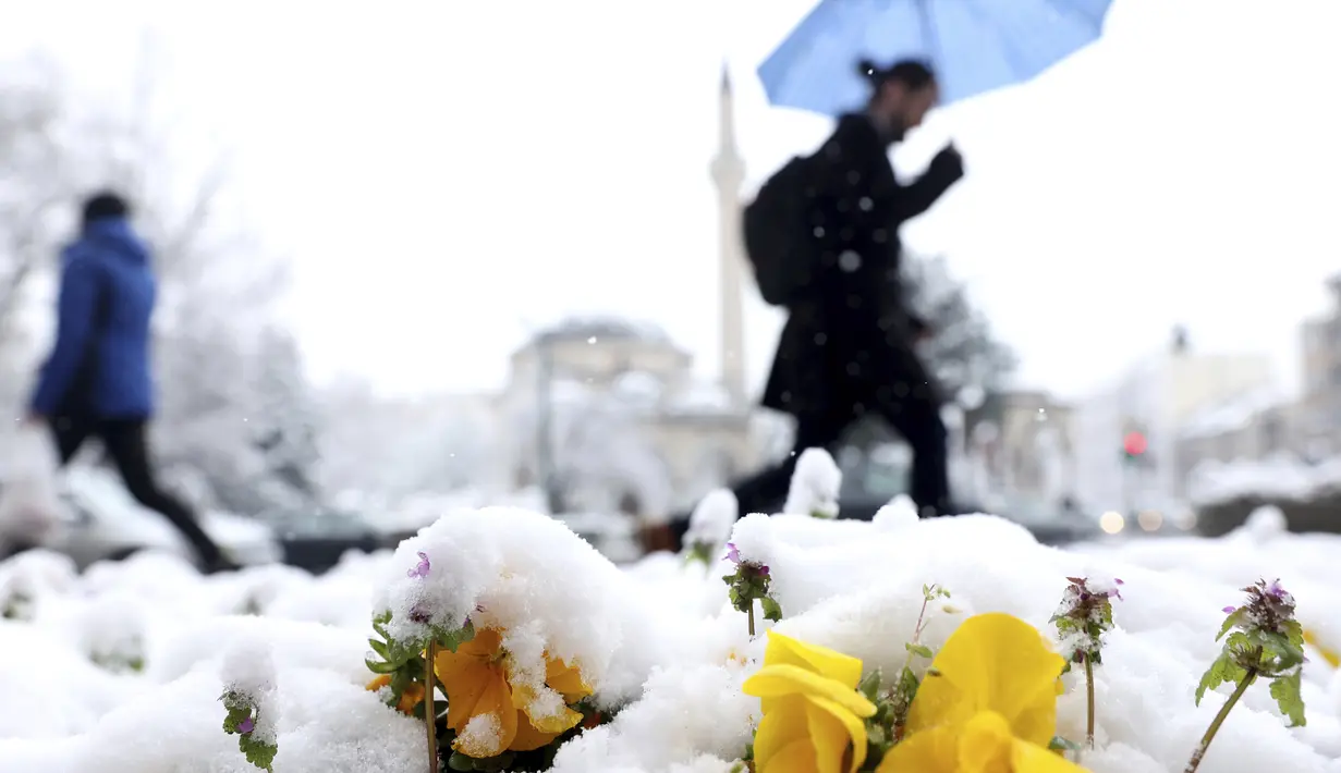Warga di ibu kota Serbia, Bosnia, dan Kosovo terbangun dengan pemandangan pepohonan dan semak-semak yang diselimuti salju. (AP Photo/Armin Durgut)