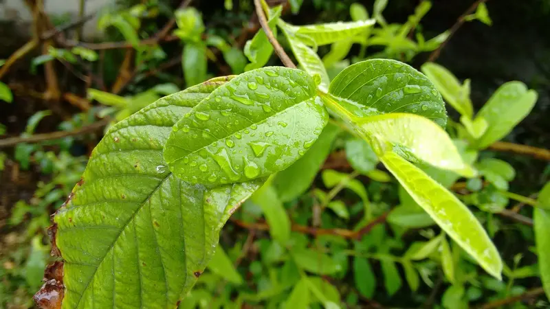 Manfaat daun jambu biji untuk kesehatan