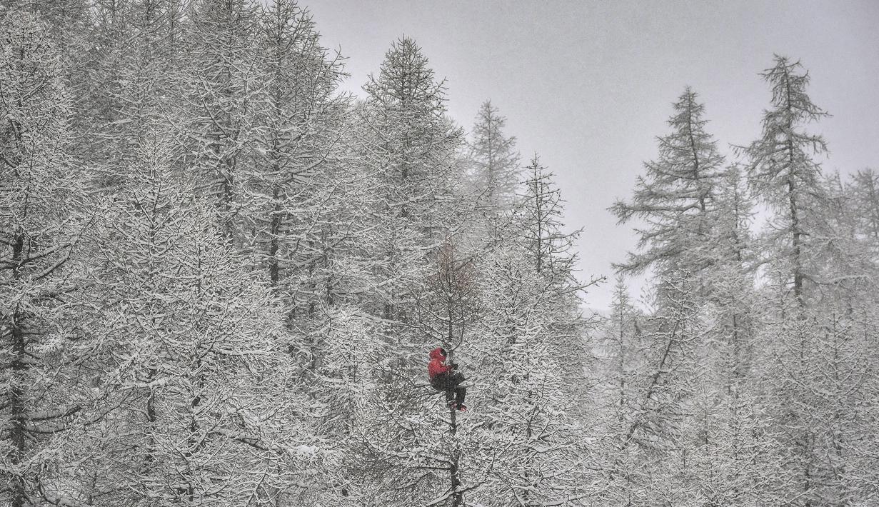 Seorang pelatih harus berusah payah menaiki pohon untuk melihat pertandingan FIS Alpine World Cup. (Foto: AFP/Jeff Pachoud)
