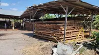 Modus Canggih Pengusaha di Sikka Datangkan Kayu Ilegal dari Maluku