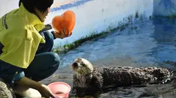 Petugas memberikan berang-berang bernama Yutan makanan yang dibekukan berbentuk hati di Hakkeijima Sea Paradise, Yokohama, Tokyo, Sabtu (11/2). Pemberian makanan berbentuk hati untuk menyambut perayaan Valentine. (AFP PHOTO / KAZUHIRO Nogi)