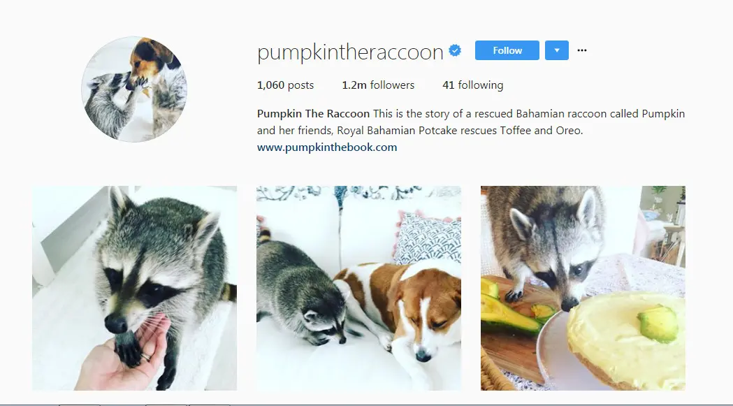 Akun Instagram Pumpkin the Raccoon (Sumber: Instagram/ @pumpkintheraccoon)