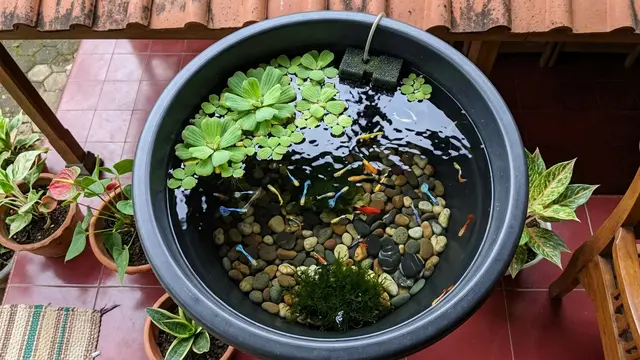 Mini Pond Pot dengan Ikan Warna-Warni