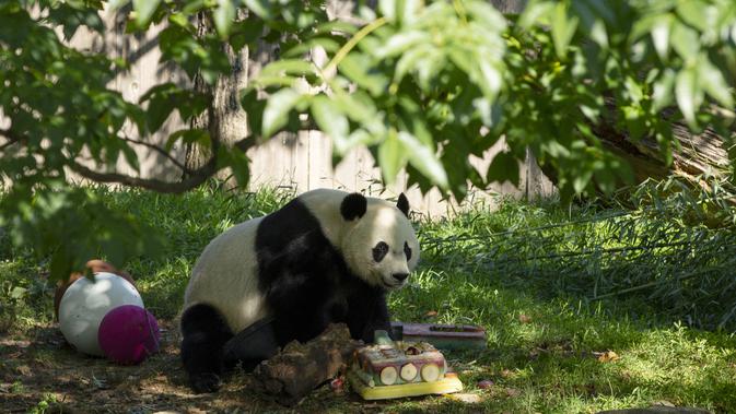 Panda raksasa Bei Bei berjalan di dekat kue ulang tahunnya yang ke-4 yang beku di Kebun Binatang Nasional Smithsonian di Washington, DC (22/8/2019). Bei Bei akan pindah ke China setelah berusia empat tahun. (AFP Photo/Alastair Pike)