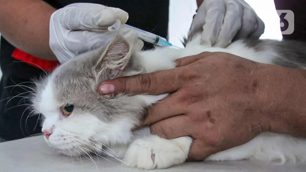 FOTO: Ratusan Hewan Peliharaan di Kota Tangerang Disuntik Vaksin Antirabies