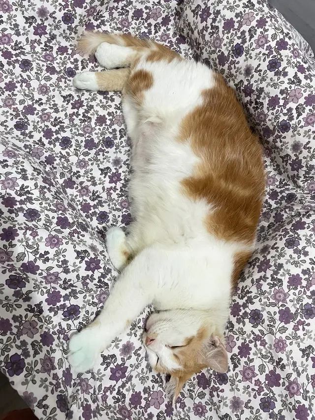 6 Potret Kucing Kena Tinta Pemilu Ini Bikin Tepuk Jidat, Ada Saja Tingkahnya
