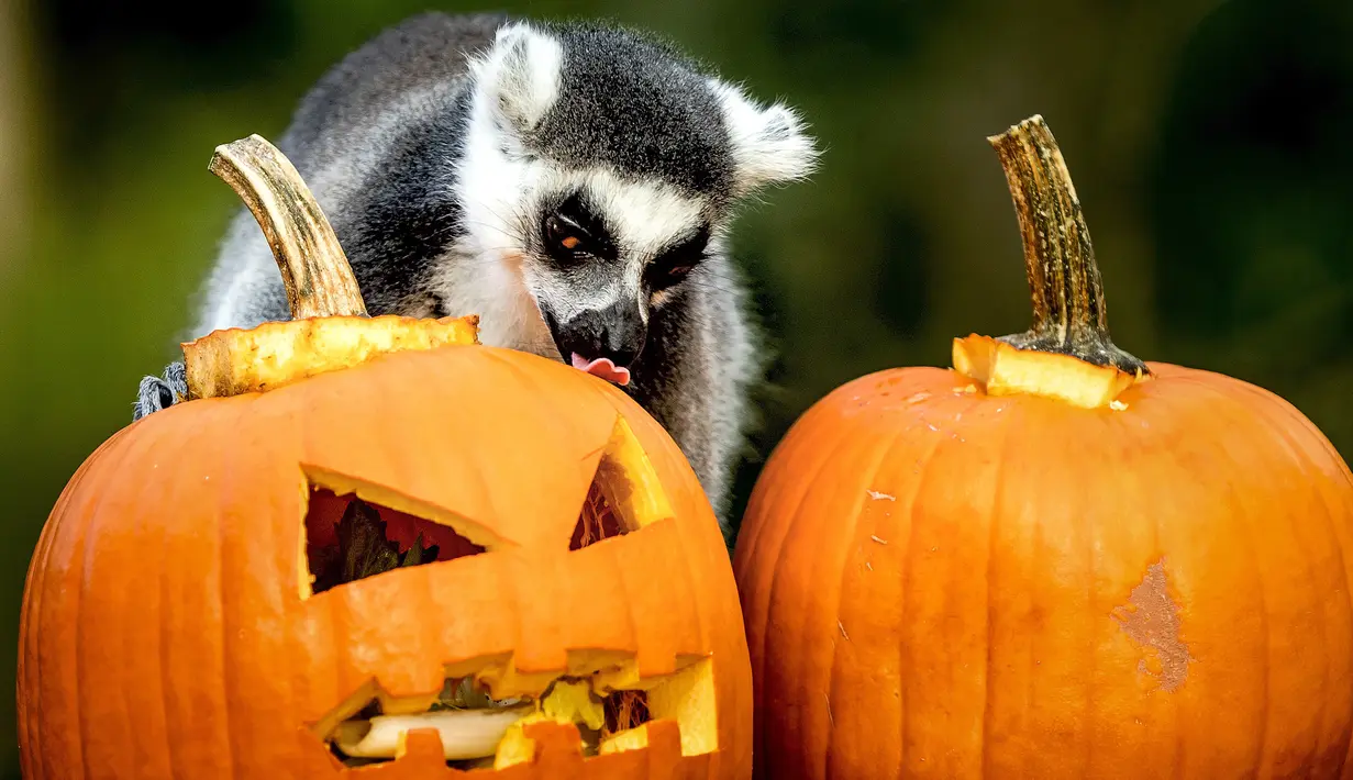 Seekor lemur mencari makanan di dalam buah labu yang diukir, beberapa hari sebelum perayaan Halloween, di kebun binatang Dierenpark, Belanda, 27 Oktober 2017. (REMKO DE WAAL / ANP / AFP)