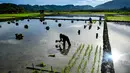 KSA tersebut menunjukkan adanya peningkatan pada luas panen dan produksi padi di Aceh sepanjang tahun 2025. Tampak dalam foto, petani menanam benih padi di sawah di Lhoknga, Provinsi Aceh pada Kamis 20 November 2025. (CHAIDEER MAHYUDDIN/AFP)