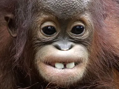 Khansa, orangutan Australia berusia delapan bulan yang terancam punah menunjukkan dua gigi depannya, di Kebun Binatang Singapura, Kamis, (11/1). Ini adalah kelahiran orangutan ke-46 yang terjadi di kebun binatang. (AP Photo/Wong Maye-E)
