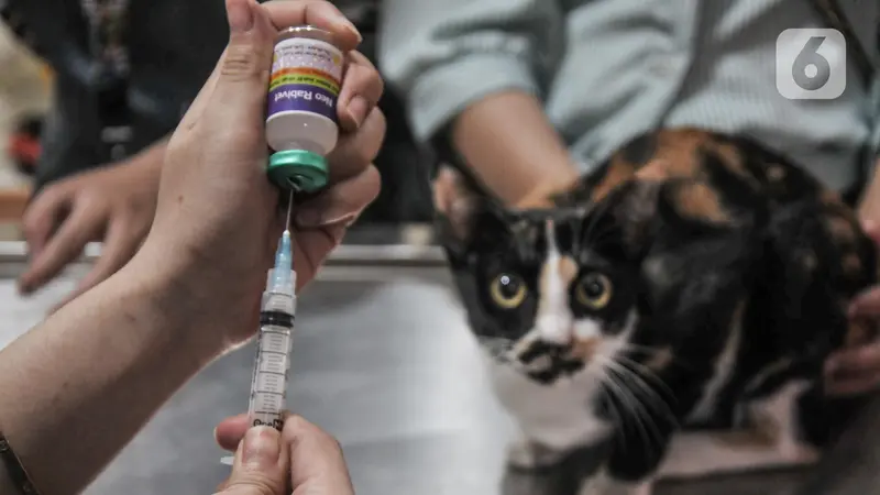 Dinas KPKP Gelar Sterilisasi Kucing dan Vaksinasi Rabies Gratis