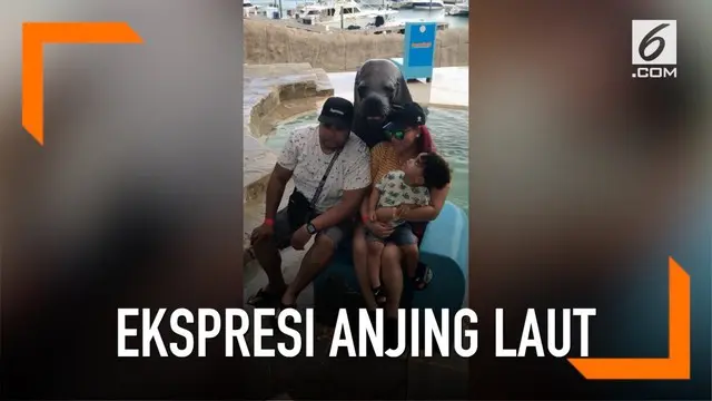 Anjing laut yang satu ini punya ekspresi seperti manusia saat diajak foto bareng. Ekspresinya begitu lucu dan menggemaskan!