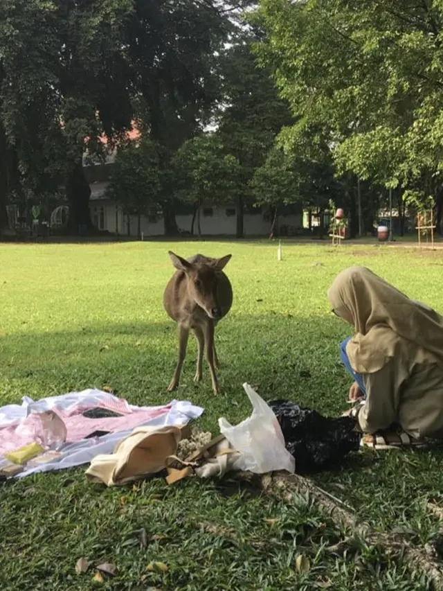 Viral Piknik Estetik Berujung Apes, Diserbu Oleh Angsa dan Rusa. (Sumber: Twitter/nadiraakk)