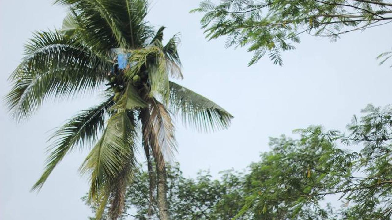 Gangguan Jiwa, Pria Tinggal di Pohon Kelapa Selama 3 Tahun