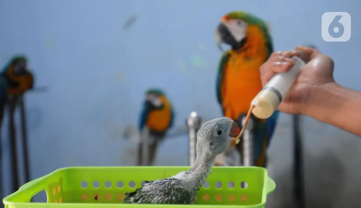 Pelatih Burung Paruh Bengkok Albi (30) memberi susu bayi burung Blue and Gold Macaw (Ara Ararauna) di sekolah burung miliknya di Cipayung, Depok, Jawa Barat, Selasa (24/5/2022). (merdeka.com/Arie Basuki)