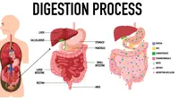 Ilustrasi organ sistem pencernaan. (Image by brgfx on Freepik)