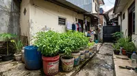 Cara Membuat Kebun Kemangi dari Ember Bekas agar Cepat Tumbuh Subur