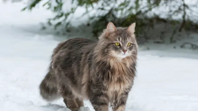 Kucing Siberia