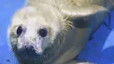 Seekor bayi anjing laut abu-abu betina terlihat di Yokohama Hakkeijima Sea Paradise di Yokohama, prefektur Kanagawa pada 5 April 2023. (AFP/Kazuhiro Nogi)
