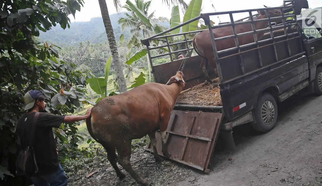 Warga mengevakuasi sapi dengan menggunakan mobil bak terbuka di kawasan Karangasem, Bali, Jumat (1/12). Warga terpaksa mengevakuasi hewan ternak dari tempat tinggalnya karena khawatir akan erupsi Gunung Agung. (Liputan6.com/Immanuel Antonius)