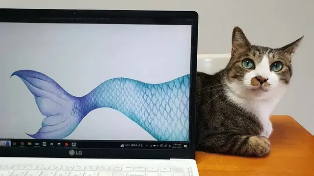 6 Momen Kebetulan Kucing di Depan Layar Ini Ciptakan Ilusi Optik