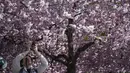 <p>Pada tahun 1998, sebanyak 63 pohon sakura dari Jepang ditanam di sekitar taman tersebut. (Jonathan NACKSTRAND / AFP)</p>