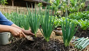 9 Cara Merawat Daun Bawang agar Tidak Busuk, Tetap Segar dan Subur