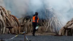 Petugas membakar gading gajah di Nairobi National Park, Kenya (30/4). Petugas memusnahkan sekitar 105 ton gading hasil penyitaan dari penyelundup dan pemburu. (Reuters/Thomas Mukoya)