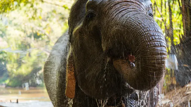 Elephant Nature Park
