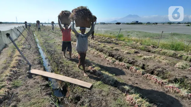 FOTO: Panen Bersamaan, Harga Bawang Merah Jatuh